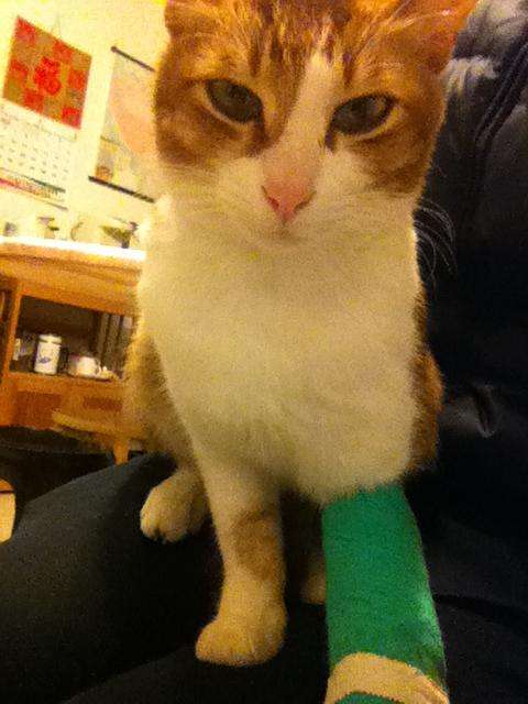 猫咪四肢有点瘸,猫咪四肢突然发直然后软