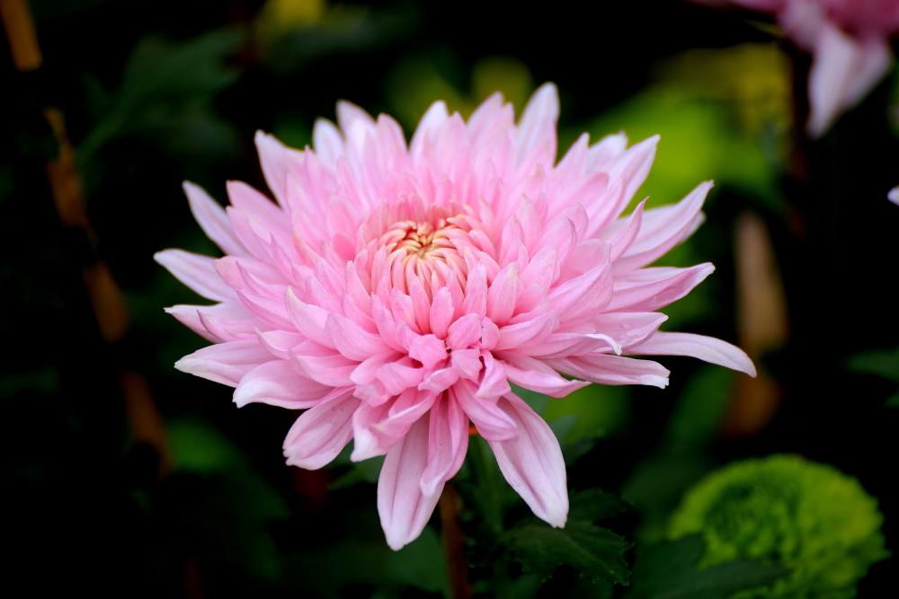 山楂树口琴吹奏g调,复音口琴演奏山楂花