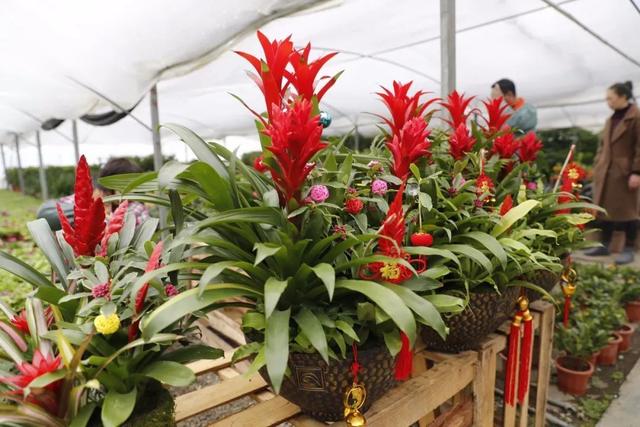 鸿运当头怎么养才能养好,鸿运当头怎么养才会长得好