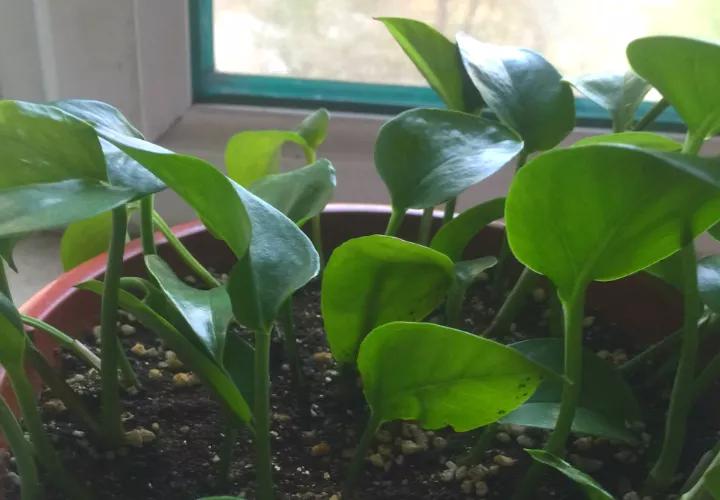 做到这几点绿萝绝对会疯长不停,绿萝有一个小机关打开它立马疯长