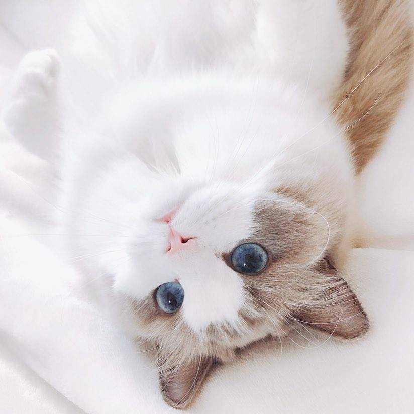 养猫需谨慎领养,养猫请慎重