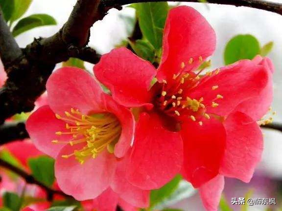 苏轼调侃张先的诗,苏轼最令人叫绝一首诗