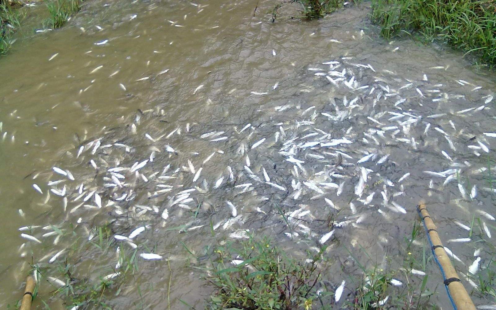 钓鱼遇到虾的技巧,钓鱼碰上渔网怎么办