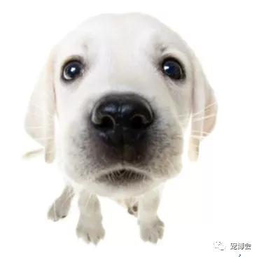 狗狗嗅陌生人的腿,狗狗为何喜欢嗅主人的尿