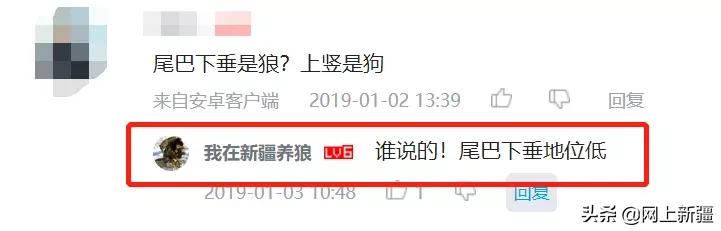 这位“女汉子”在*疆新**，把狼养成了哈士奇，就是经常揍狼的那个