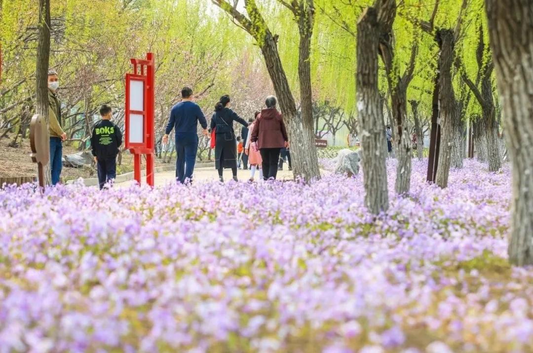 一个不出郑州的踏青好去处,天津春游公园推荐