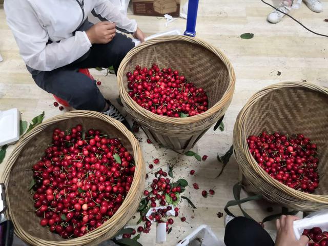 汶川车厘子果农,汶川果农车厘子