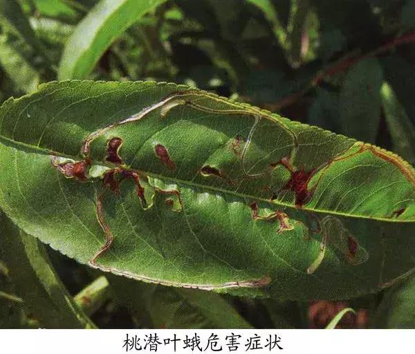 桃树病虫害防治与用药,桃树病虫害防治全年用药