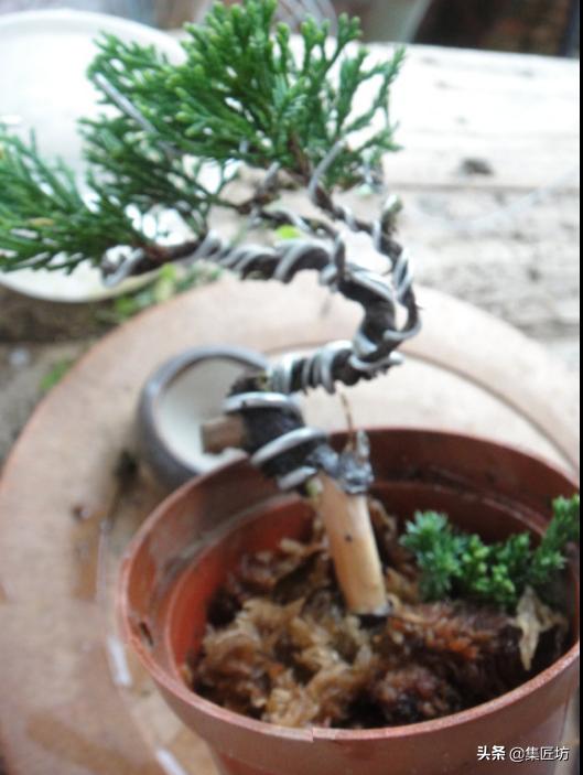 盆景老桩镂空舍利的制作,舍利盆景造型技艺图解