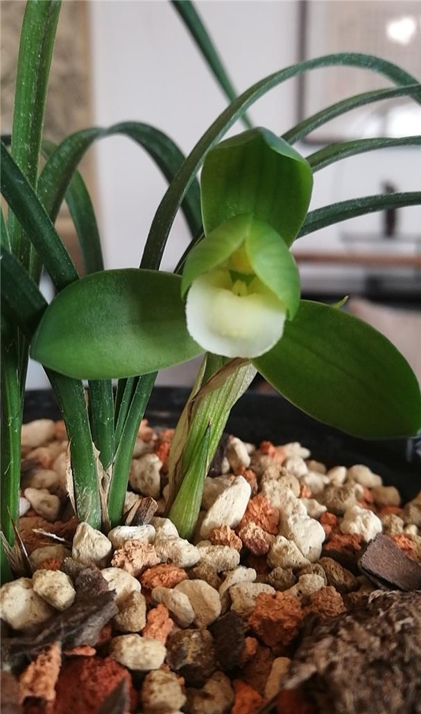 北方五月兰花管理,北京养兰花注意什么事项