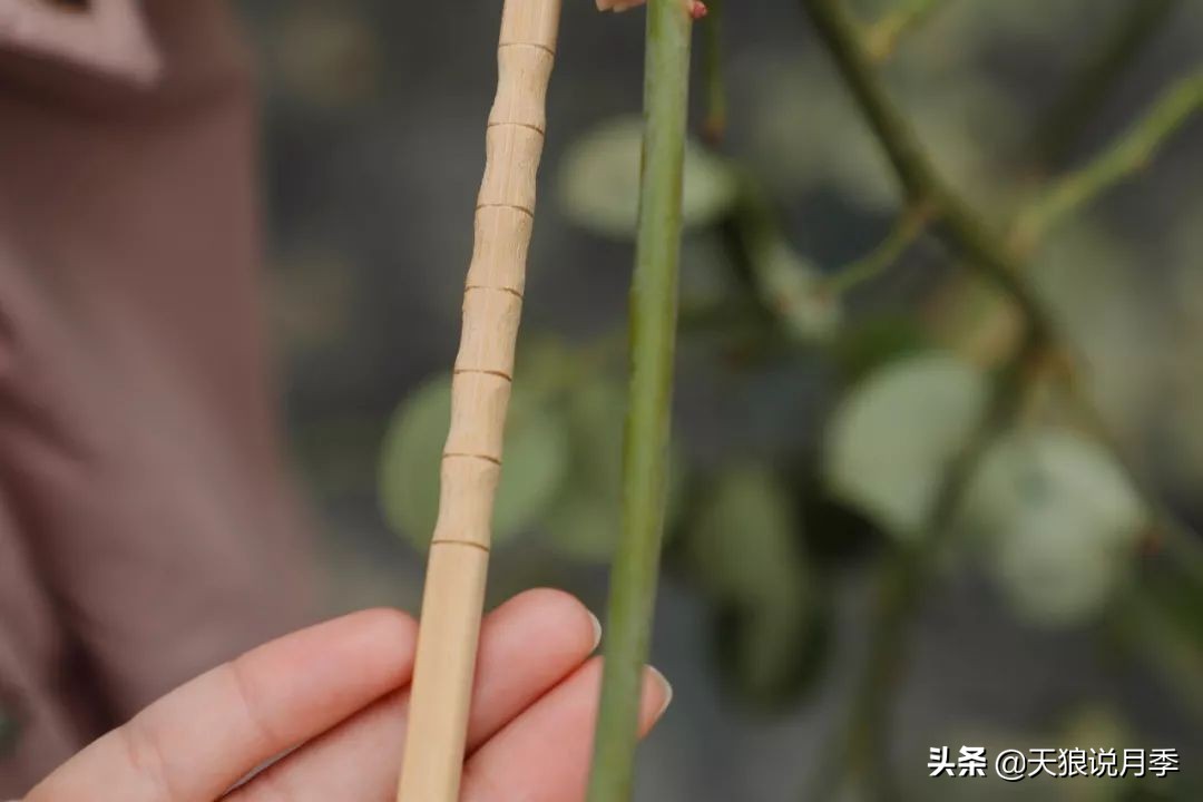 天狼推荐花墙月季品种,天狼月季罗衣花墙