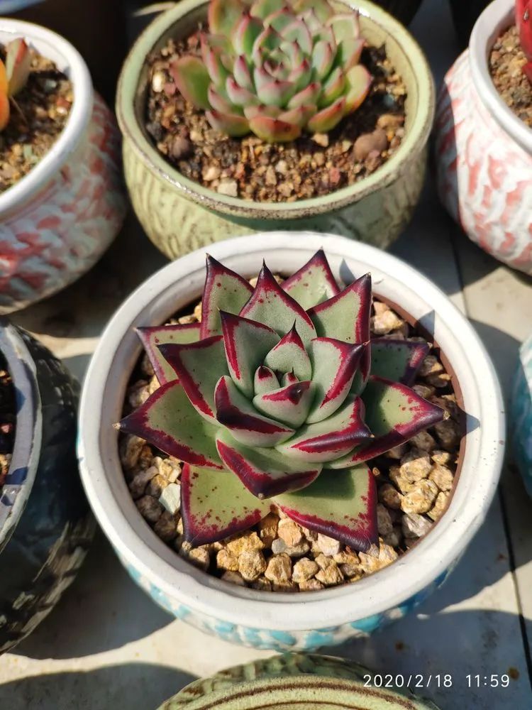 多肉不适合新手养,多肉入坑到什么程度好