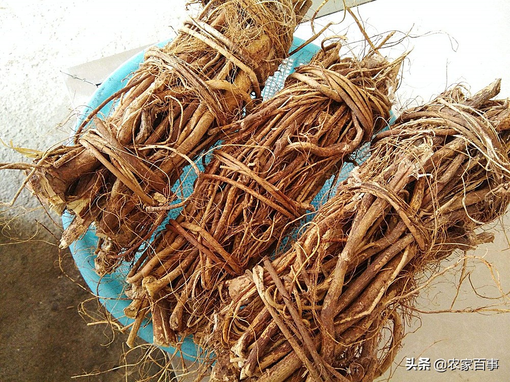 福建山里五指毛桃,清远的五指毛桃