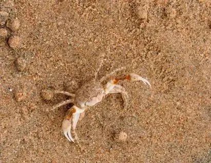 秦皇岛赶海拾贝地址免费,北海赶海挖螃蟹方法