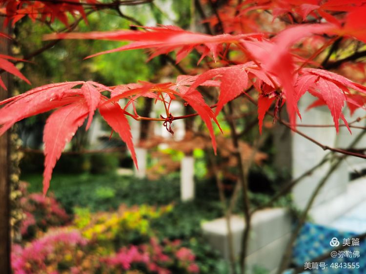 高新枫林华府住房,高新枫林华府小区评测