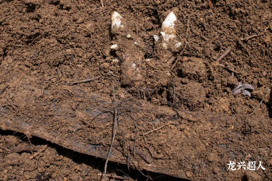 贵州的道地药材天麻,天麻属于哪里的道地药材