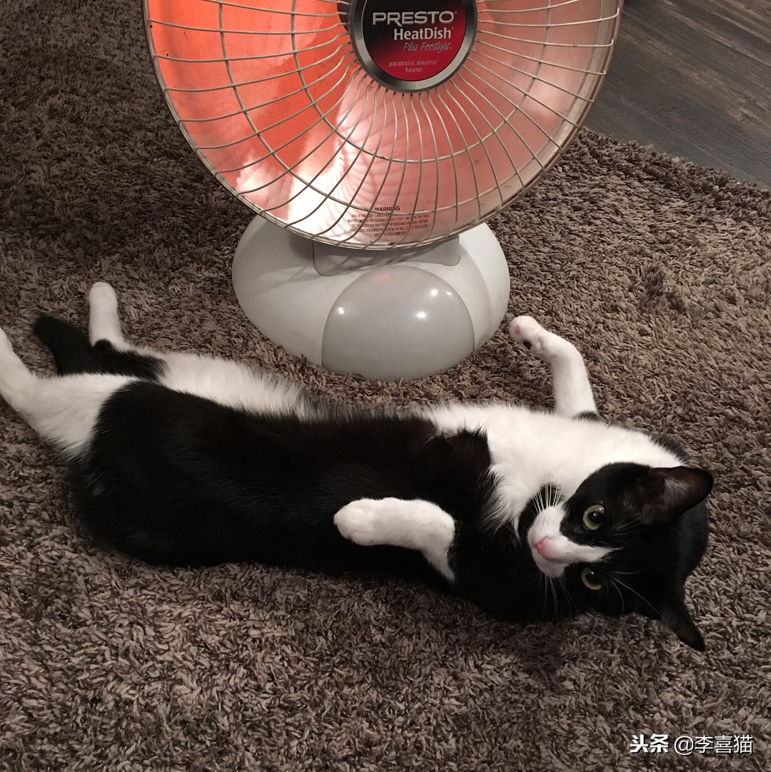 冬天到了铲屎官应注意些什么,铲屎官春季注意事项