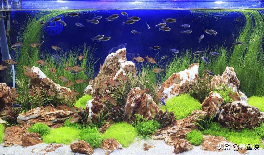 鱼缸水变浑了，一直换水还是没改善咋办？我把一切告诉你