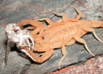 全世界最厉害的五只虫子,全世界最厉害的虫子