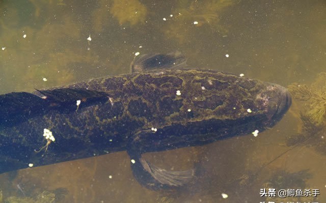 <html>
<head><title>502BadGateway</title></head>
<body>
<center><h1>502BadGateway</h1></center>
<hr><center>nginx</center>
</body>
</html>
<!--apaddingtodisableMSIEandChromefriendlyerrorpage-->
<!--apaddingtodisableMSIEandChromefriendlyerrorpage-->
<!--apaddingtodisableMSIEandChromefriendlyerrorpage-->
<!--apaddingtodisableMSIEandChromefriendlyerrorpage-->
<!--apaddingtodisableMSIEandChromefriendlyerrorpage-->
<!--apaddingtodisableMSIEandChromefriendlyerrorpage-->
