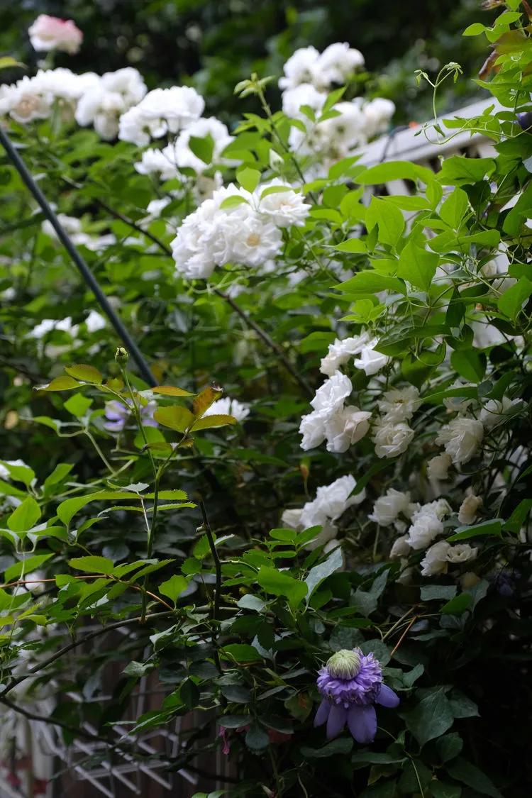 三年前买了套绿地110平三房130万,三年前耗资百万打造小院出售