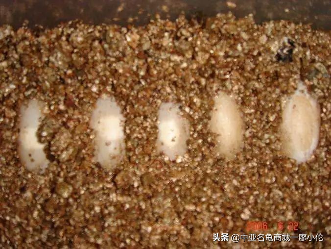 乌龟蛋孵化前需要注意什么,乌龟蛋孵化后期注意事项