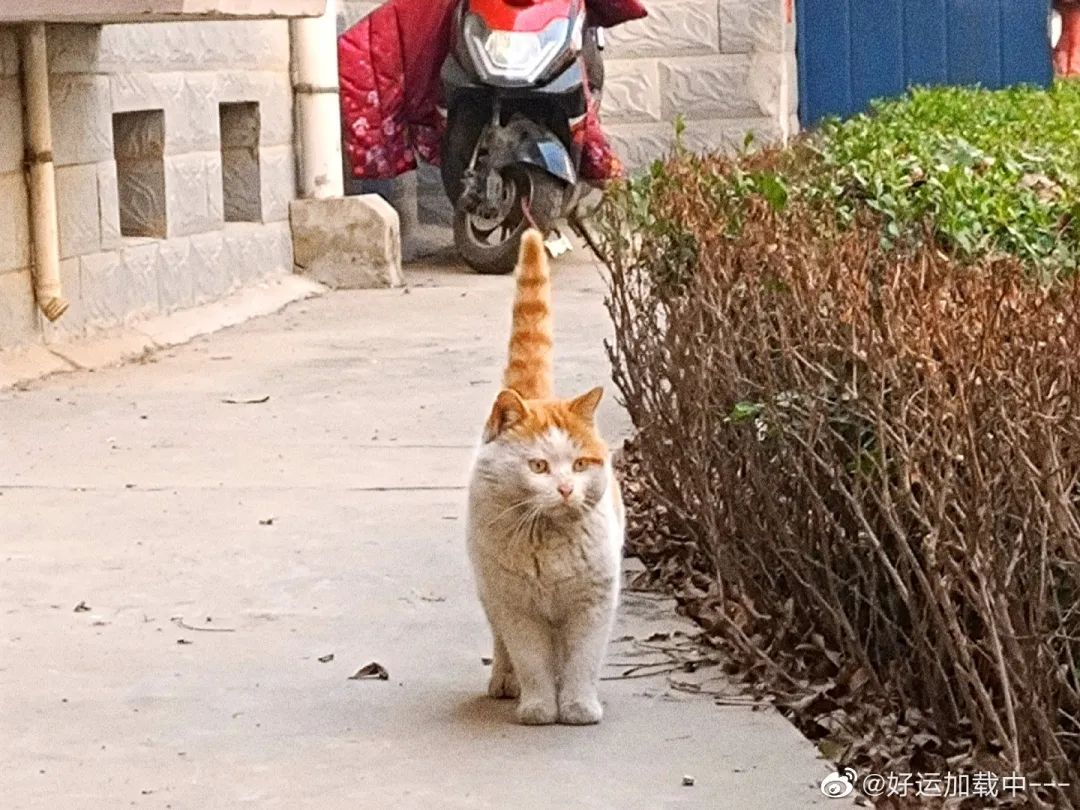 路遇仙女猫,路上碰到猫抱起来就跑