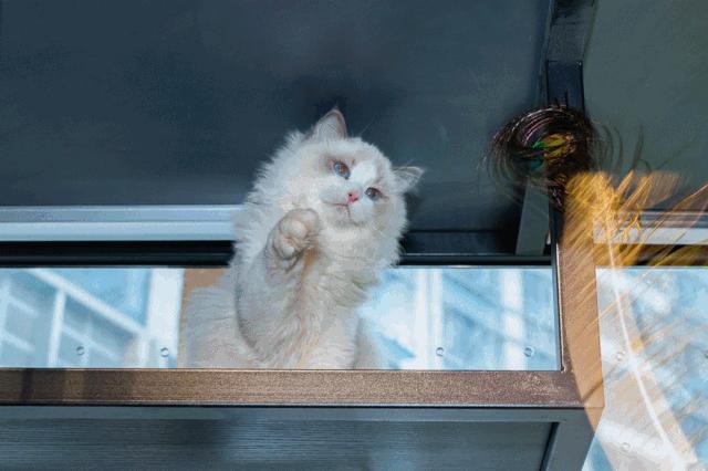 19.9包邮毛绒羊驼,羊驼9.9元秒杀直播