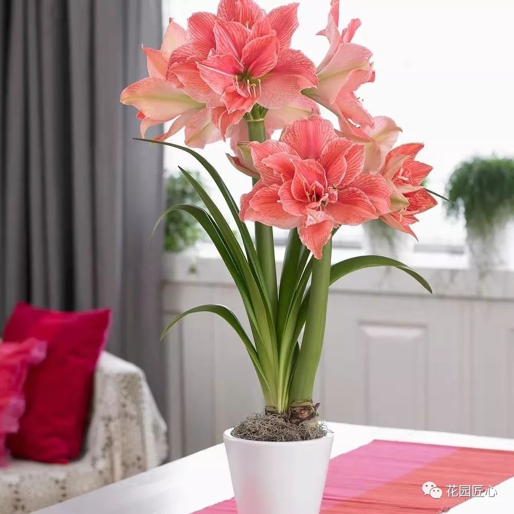 朱顶红为什么老是烂球,怎么才能让朱顶红不生小球