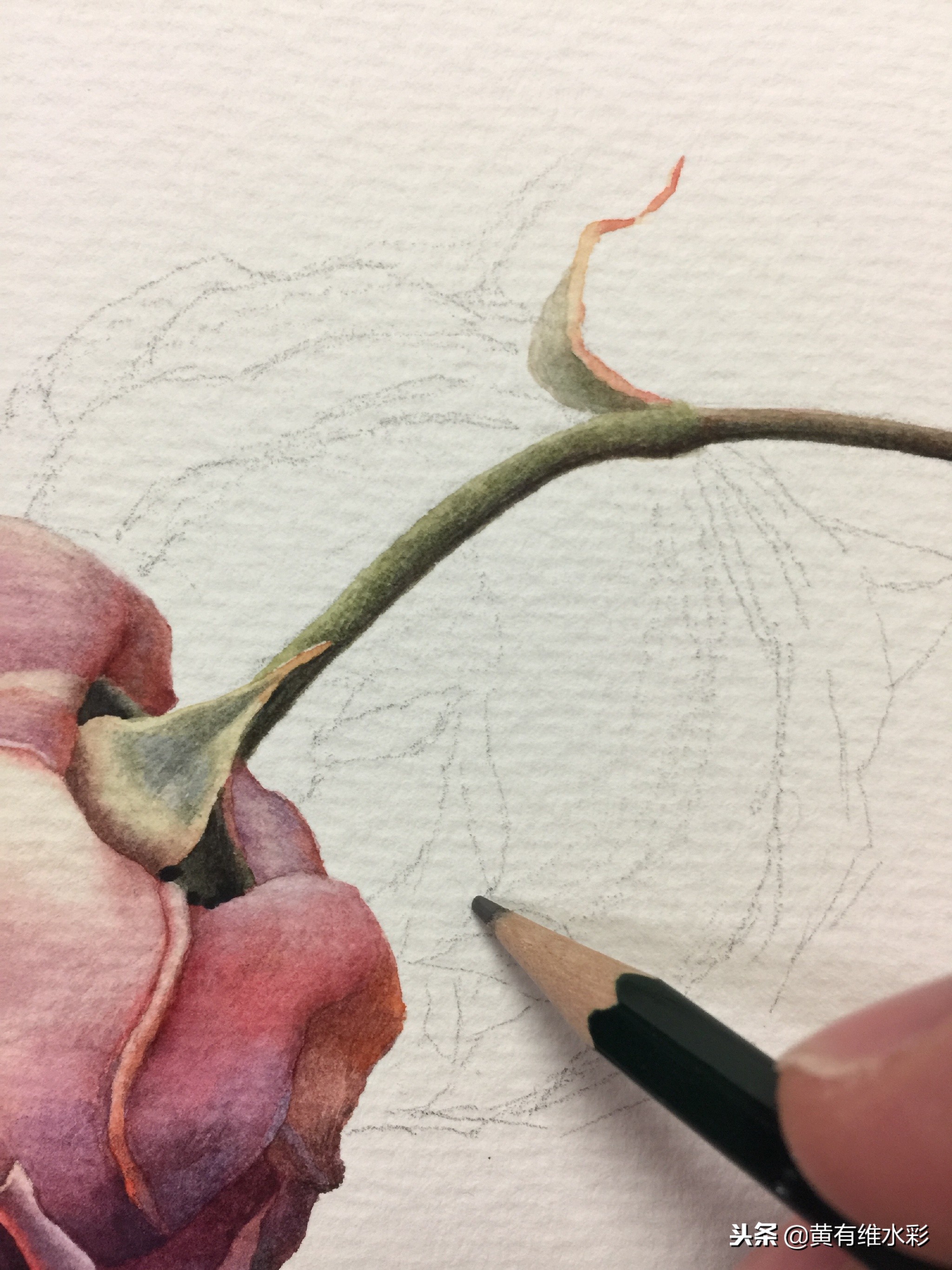 水彩教程简单好看手绘图片,水彩教程画花