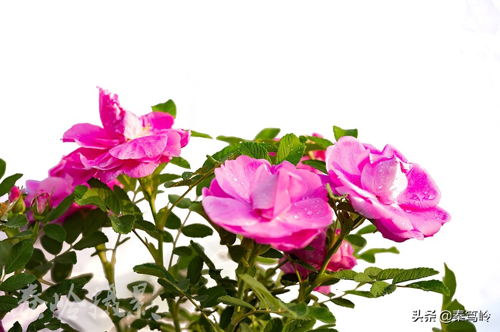 五月玫瑰花期,五月玫瑰盛开时