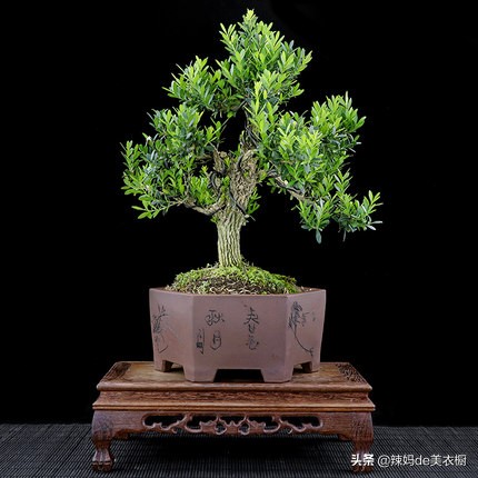 什么树桩盆景好养又好看,最好养的树桩盆景有哪些图片