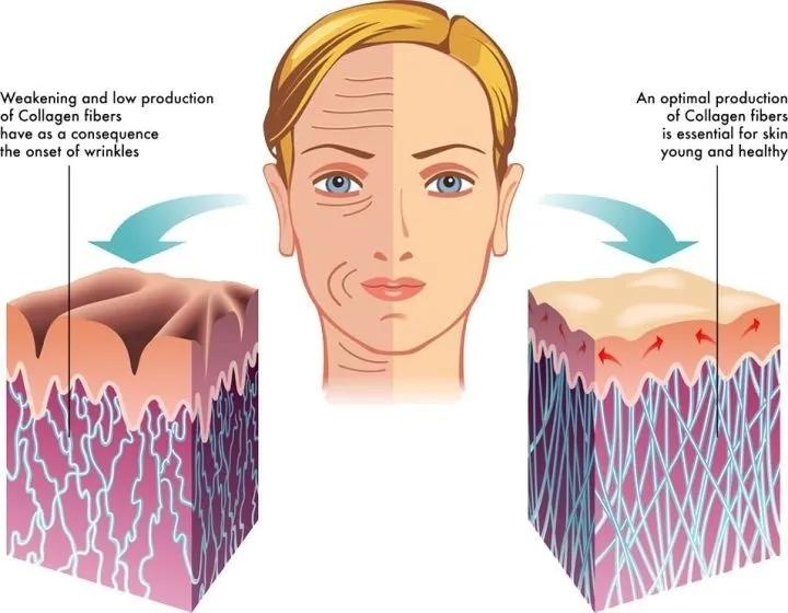 服用胶原蛋白到底有没有效？
