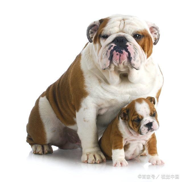 狗狗的种类图片,双鱼座狗狗性格特点