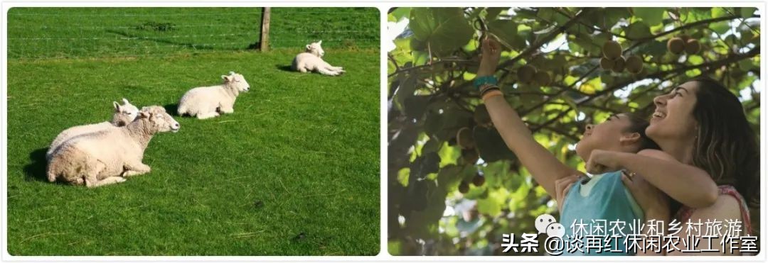 旅居生活新西兰,旅居在新西兰