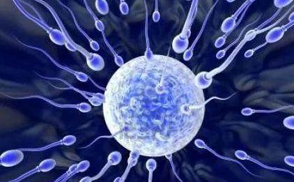 精子与卵子的秘密,精子与卵子的奥秘