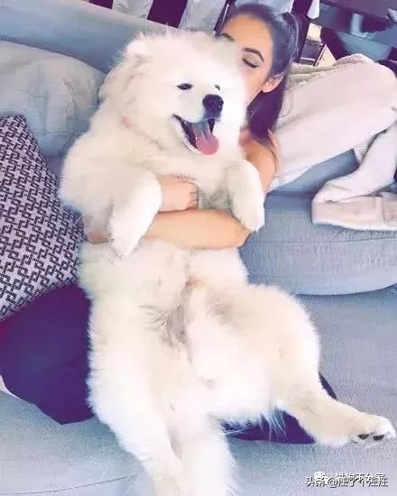 萨摩和金毛打架找主人抱抱,喜欢抱抱的狮子