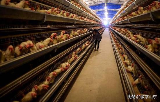 山东青岛莱西市九联肉鸡厂位置,青岛莱西市九联鸡厂流水线视频