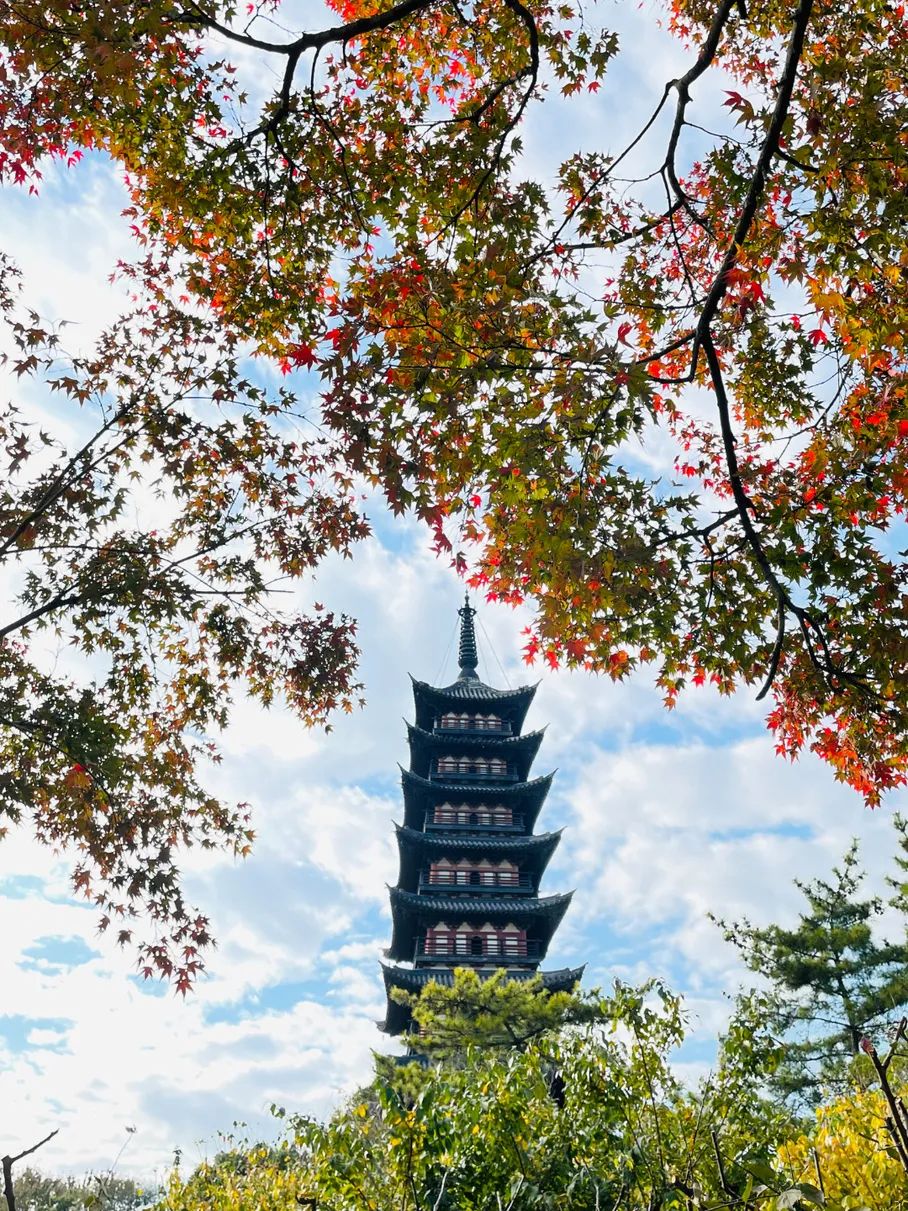深秋回暖，安排！沪上各区的深秋美景，你准备好打卡了吗？