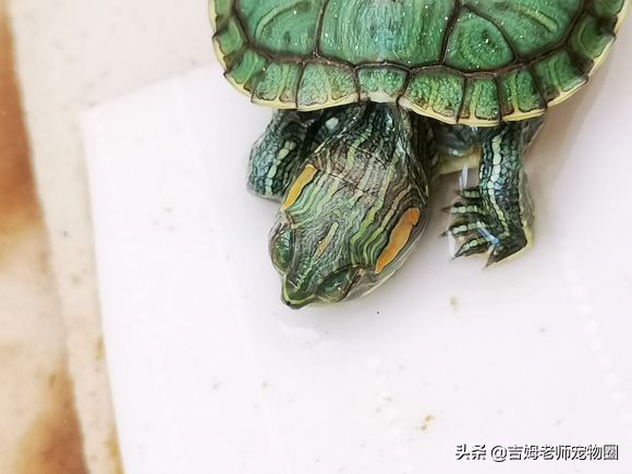 龟友的龟生病了,龟友养龟正确方法