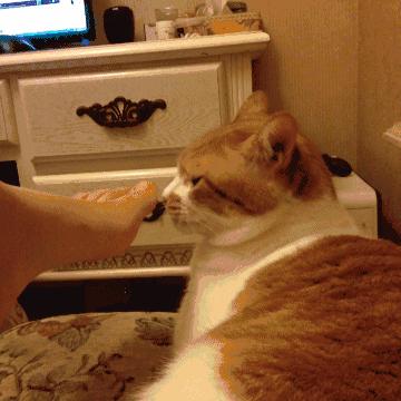 猫咪总是咬人怎么办这几招来教你,猫咪爱咬人怎么办教你一招