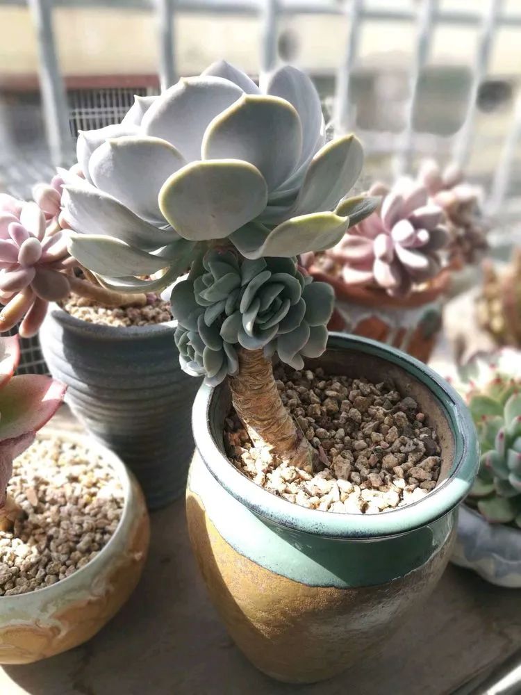 适合从小养到大的多肉,由小到大由浅入深