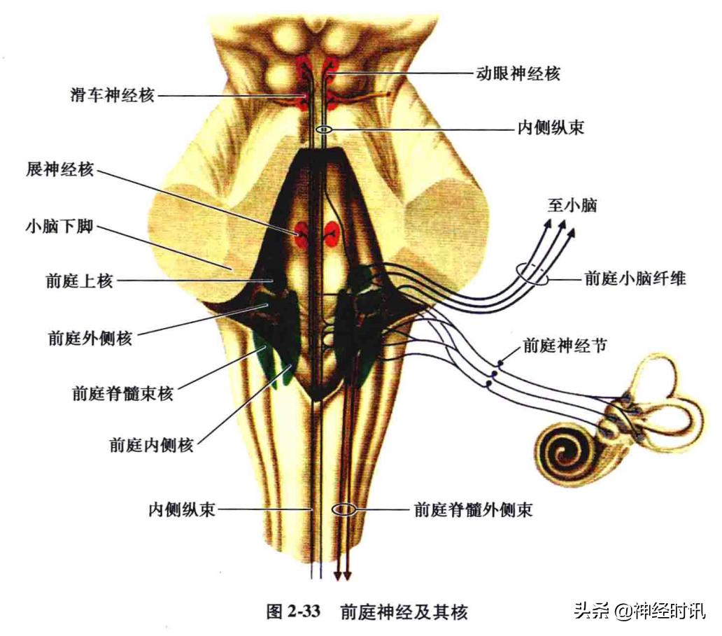 神经系统疾病定位诊断图解,神经系统定位定性诊断视频
