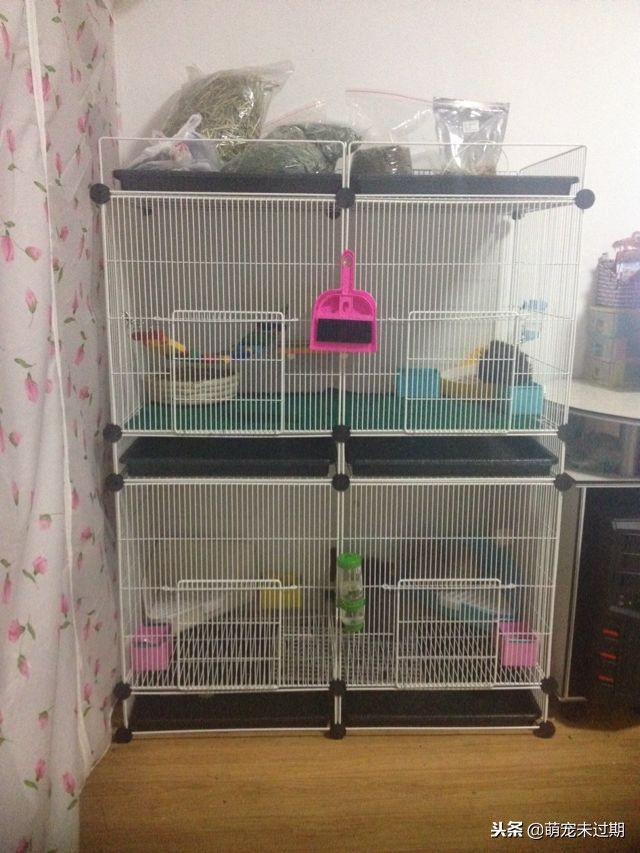 豚鼠是荷兰猪,把荷兰猪当宠物怎么养