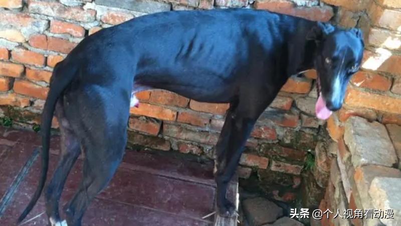 火影忍者卡卡西忍犬的照片,火影忍者中的八忍犬原型品种介绍