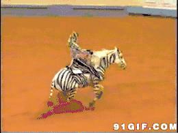 非洲斑马，食草动物界扛把子