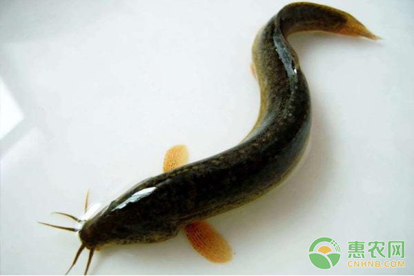 随州稻田泥鳅养殖技术,每日农经稻田养殖泥鳅和青蛙