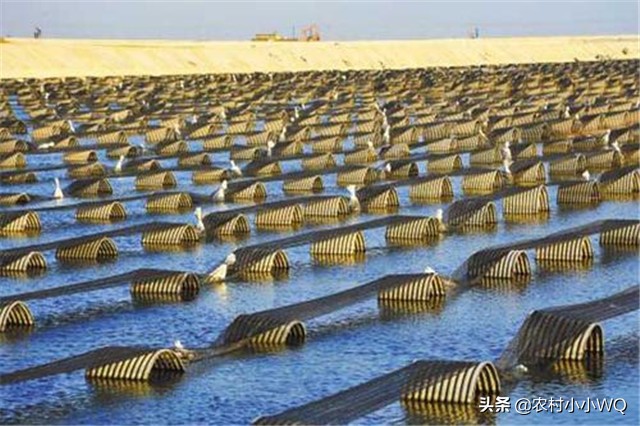 福建吊笼海参养殖技术,海参养殖技术视频全集