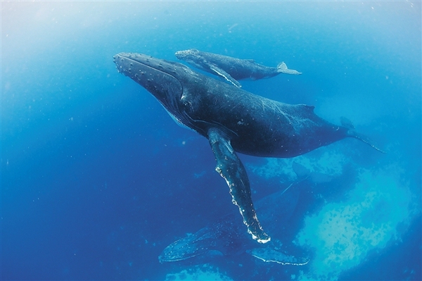 鲸鱼是哺乳动物为什么不能离开海,鲸鱼哺乳动物生活在海洋中