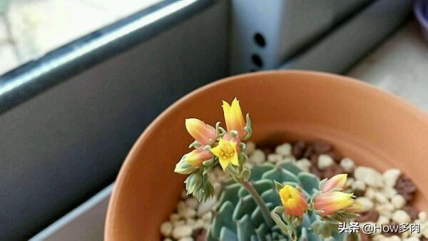 多肉植物华丽风车的栽培,夏天高温盆栽植物